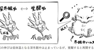 伸びが止まっても綺麗な爪を保つ冬眠｜北海道大学低温科学研究所